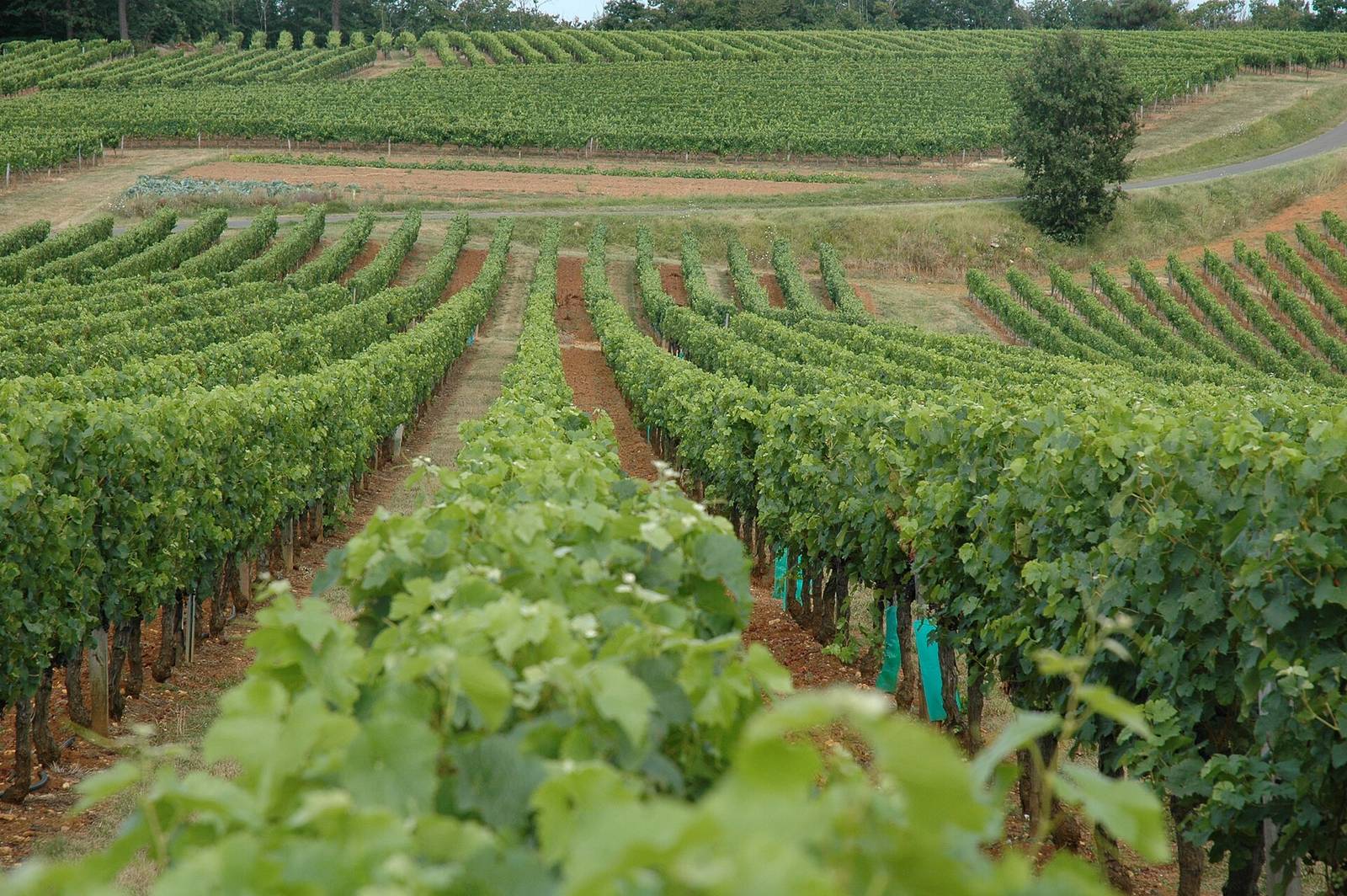 Rows of vines in the Cahors vineyards, in the Lot